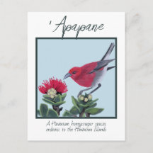 Apapane und Lehua-Blüten Hawaii Naturillustration