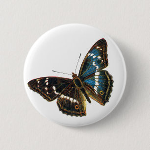 Apatura iris male button
