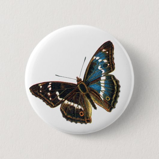 Apatura iris male button (Vorderseite)