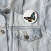 Apatura iris male button (Beispiel)