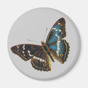 Apatura iris male magnet