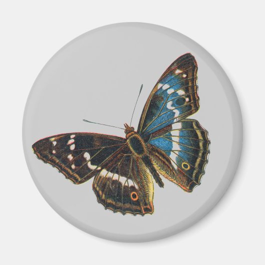 Apatura iris male magnet (Vorne)