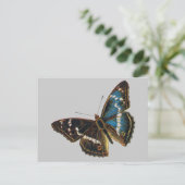 Apatura iris male postkarte (Stehend Vorderseite)