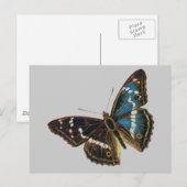 Apatura iris male postkarte (Vorne/Hinten)