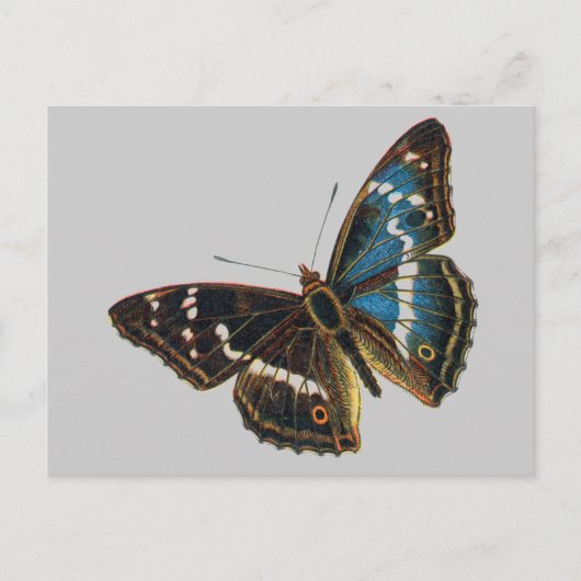 Apatura iris male postkarte (Vorderseite)