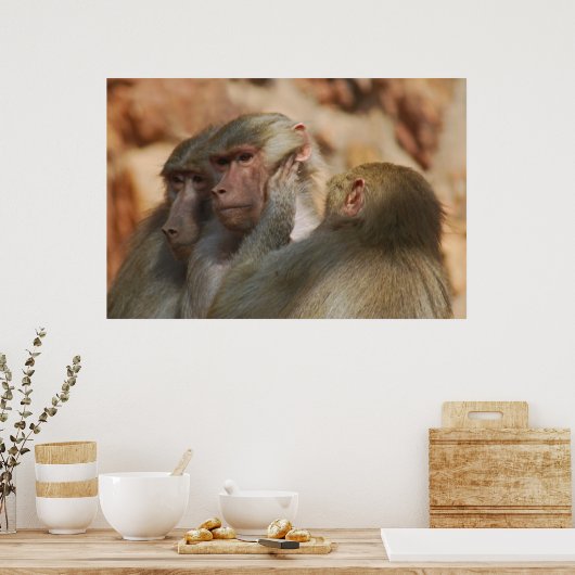 Ape gekümmert poster (Küche)