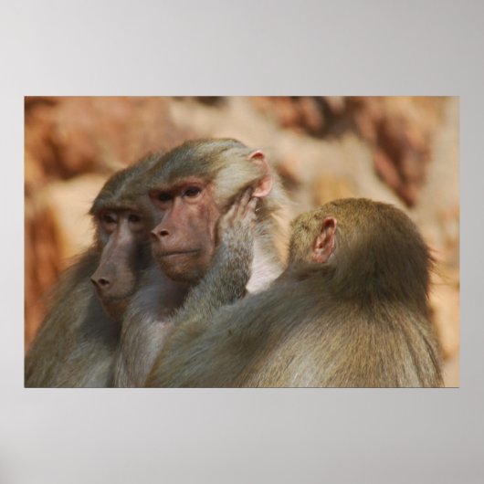 Ape gekümmert poster (Vorne)