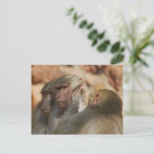 Ape gekümmert postkarte (Stehend Vorderseite)