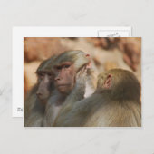 Ape gekümmert postkarte (Vorne/Hinten)
