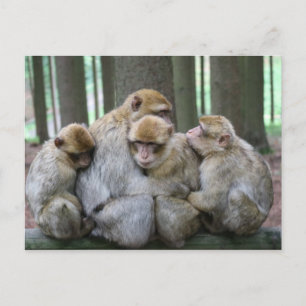 Ape Group Hug Postkarte