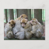 Ape Group Hug Postkarte (Vorderseite)