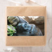 Ape Kapuze ~ Japanischer Gorilla Eating (Insitu)