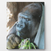 Ape Kapuze ~ Japanischer Gorilla Eating Fotoplatte (Vorderseite)