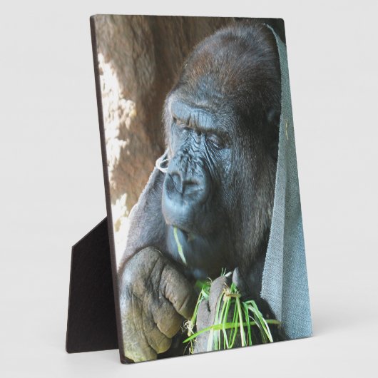 Ape Kapuze ~ Japanischer Gorilla Eating Fotoplatte (Seite)