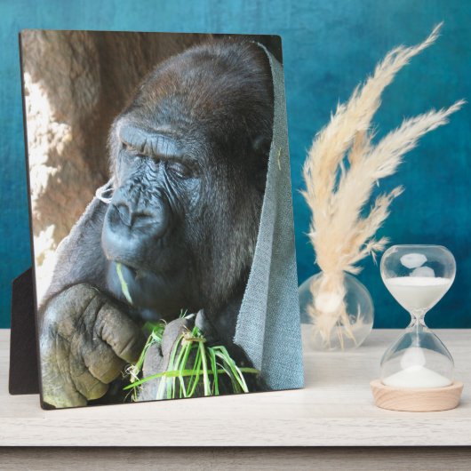 Ape Kapuze ~ Japanischer Gorilla Eating Fotoplatte (Seite)