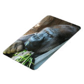 Ape Kapuze ~ Japanischer Gorilla Eating Magnet (Linke Seite)