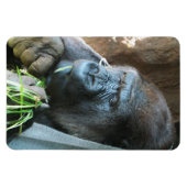 Ape Kapuze ~ Japanischer Gorilla Eating Magnet (Horizontal)