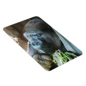 Ape Kapuze ~ Japanischer Gorilla Eating Magnet (Rechte Seite)