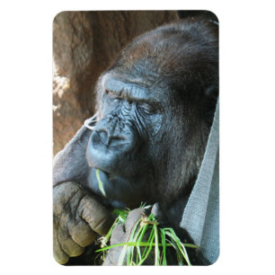 Ape Kapuze ~ Japanischer Gorilla Eating Magnet