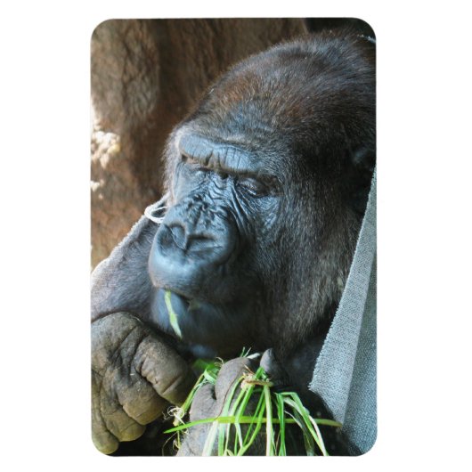 Ape Kapuze ~ Japanischer Gorilla Eating Magnet (Vertikal)