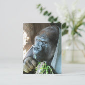 Ape Kapuze ~ Japanischer Gorilla Eating Postkarte (Stehend Vorderseite)