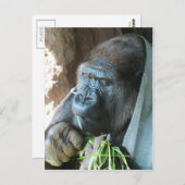 Ape Kapuze ~ Japanischer Gorilla Eating Postkarte (Vorne/Hinten)