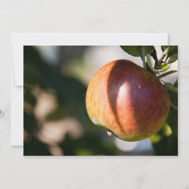 Apfel (Vorderseite)