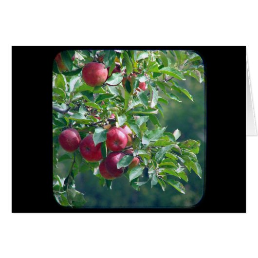 Äpfel (Vorderseite (Horizontal))