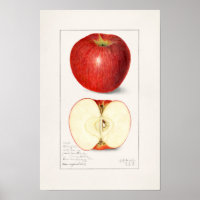 Äpfel 1908 von Amanda Almira Newton