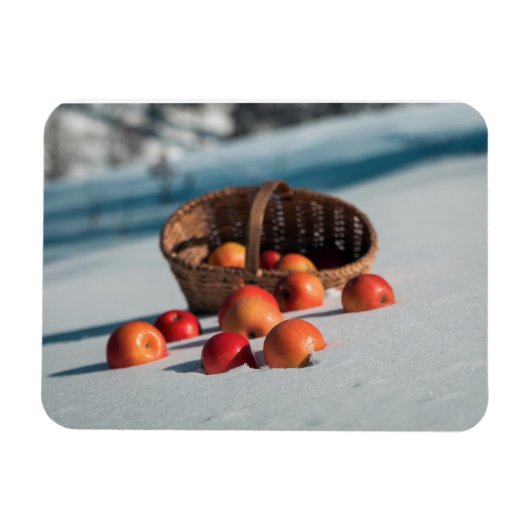 Äpfel auf dem Schnee Magnet (Horizontal)