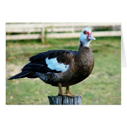 Apfel auf dem Zaun (Vorderseite (Horizontal))