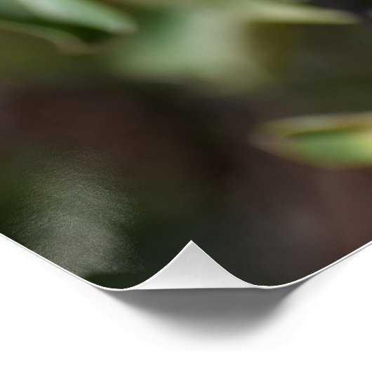 Äpfel auf einem Baum in Paphos, Zypern Poster (Ecke)