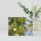 Äpfel auf Zweig Postkarte (Stehend Vorderseite)