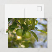 Äpfel auf Zweig Postkarte (Vorne/Hinten)