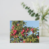 Äpfel aus Mack Postkarte (Stehend Vorderseite)