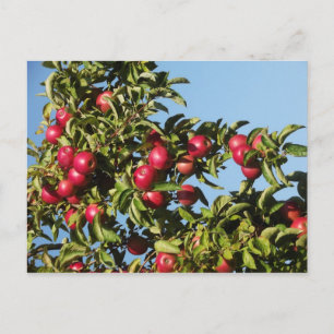 Äpfel aus Mack Postkarte