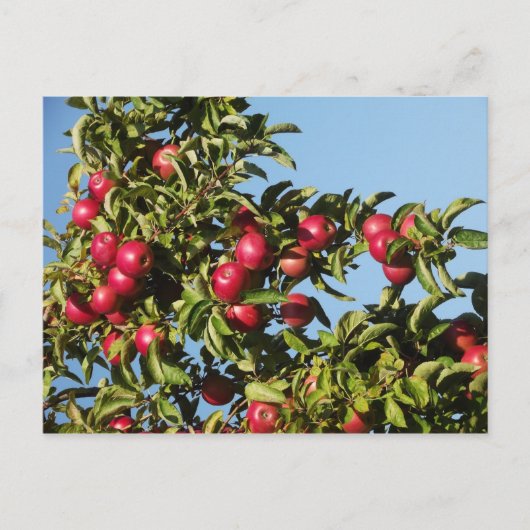 Äpfel aus Mack Postkarte (Vorderseite)