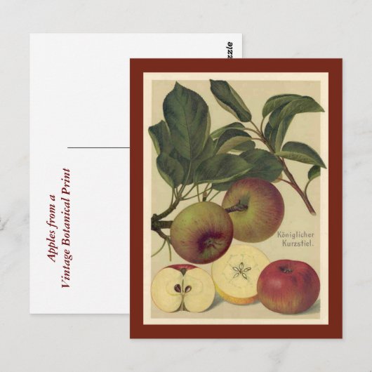 Äpfel Botanisch Vintag Postkarte (Vorne/Hinten)