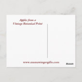 Äpfel Botanisch Vintag Postkarte (Rückseite)