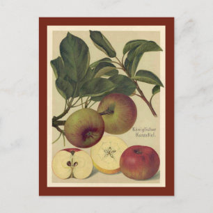 Äpfel Botanisch Vintag Postkarte