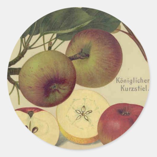 Apfel Botanische Vintage Fruchtdarstellung Runder Aufkleber (Vorderseite)