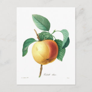 Apfel 'Calville blanc' Postkarte