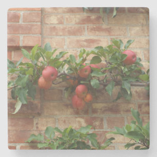 ÄPFEL, DIE AUF DEM BRICK WALL ESPALIER WACHSEN STEINUNTERSETZER
