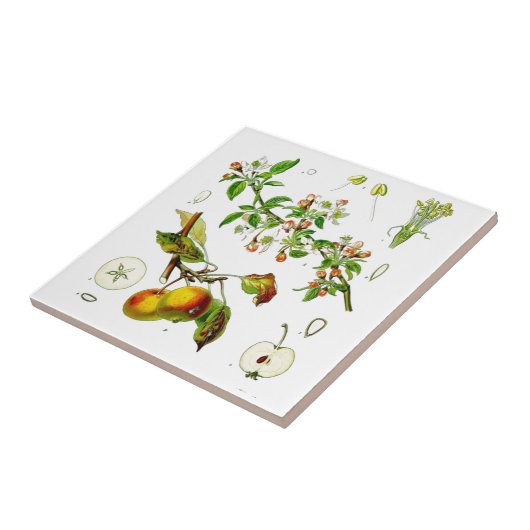 Apfel Fliese (Seite)