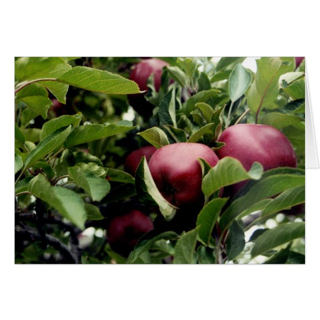 Äpfel im Baum (Vorderseite (Horizontal))