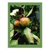 Äpfel im Herbst Fotodruck (Vorne)