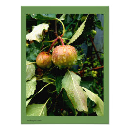 Äpfel im Herbst Fotodruck