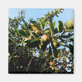 Äpfel Magnet (Vorne)