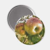 Apfel Magnet (Vorderseite/Rückseite)