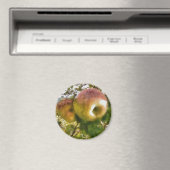 Apfel Magnet (In Situ (Geschirrspüler))